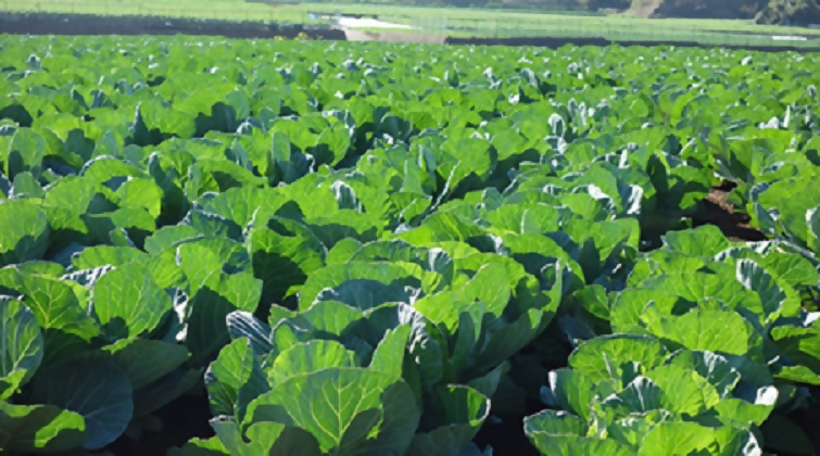 ミネラル豊富な　三浦野菜！！【食のコラム】